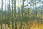 PICTURES/Pikes Peak - No Bust/t_Forest of Aspens1.JPG